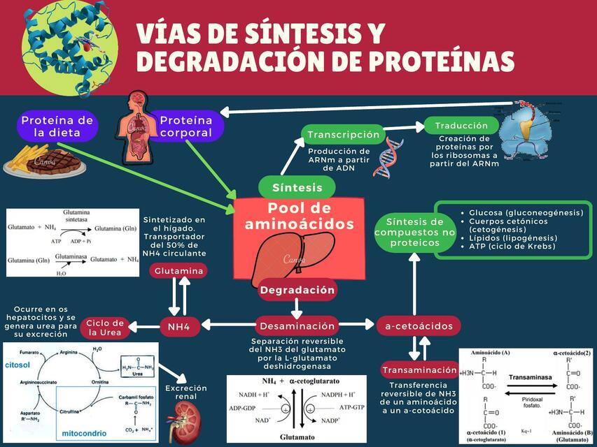 Degradacion De Proteinas Es Anabolica O Catabolica