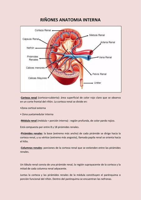 RIÑONES ANATOMIA INTERNA | Ana B. | uDocz