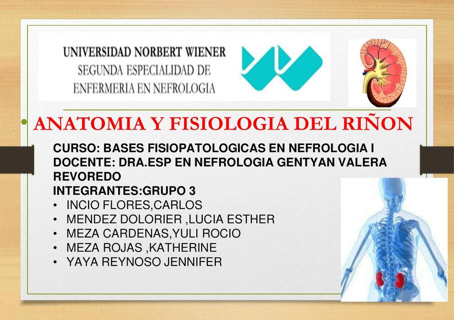 Anatomía y Fisiología del Riñón | emely YR | uDocz