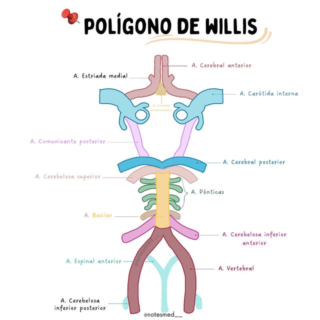 Polígono de Willis