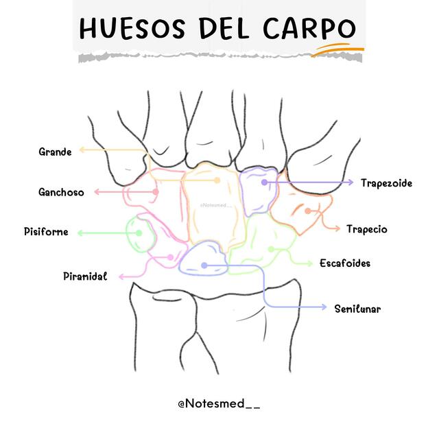 HUESOS DEL CARPO + FÉMUR