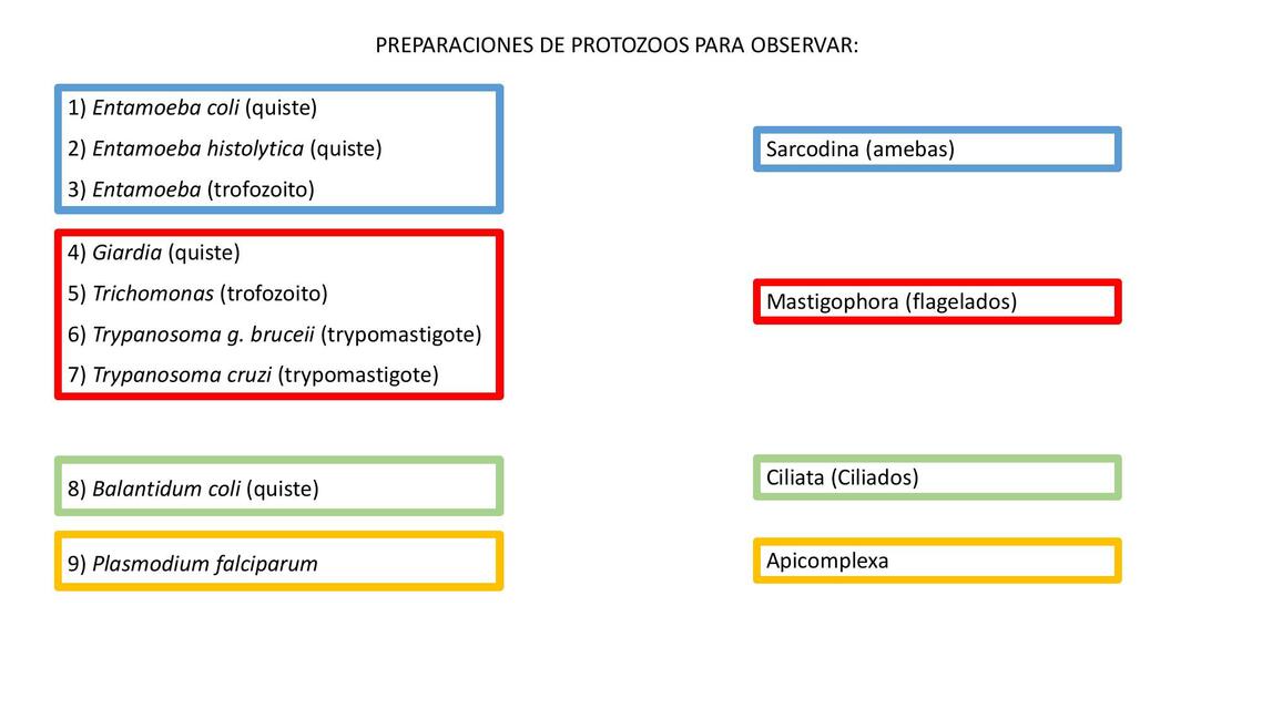 Preparaciones de Protozoos 