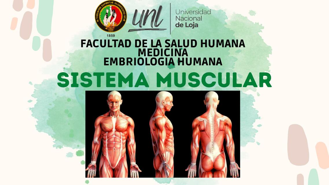 Sistema muscular 