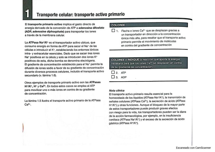 Transporte celular activo primario