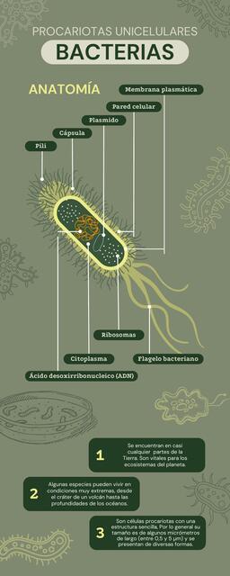 Bacterias