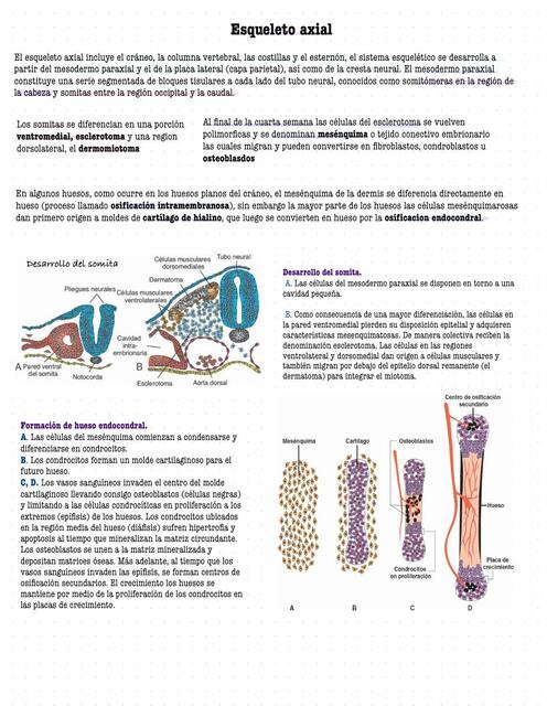 Esqueleto Axial