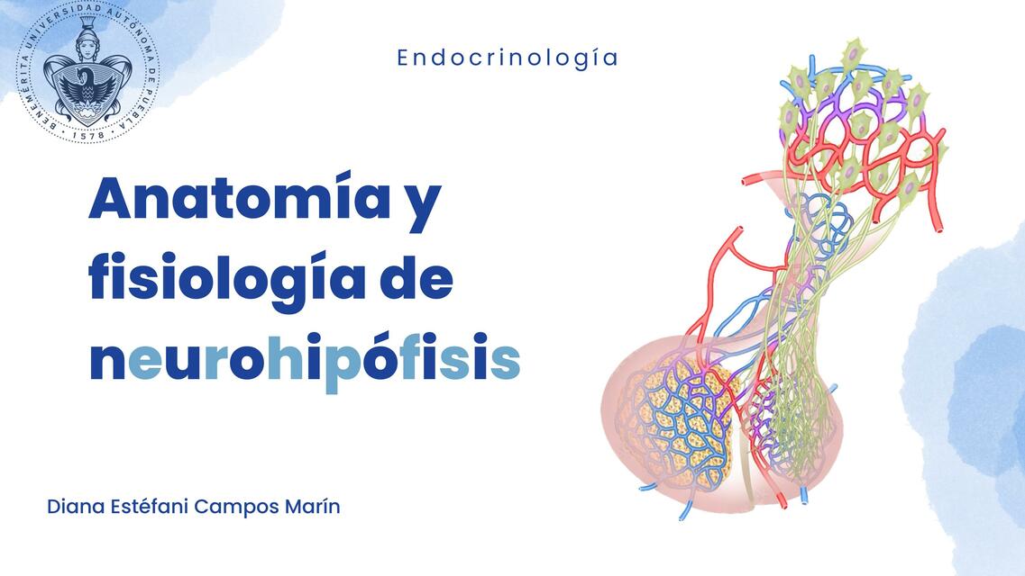 Anatomía y fisiología de neurohipofisis