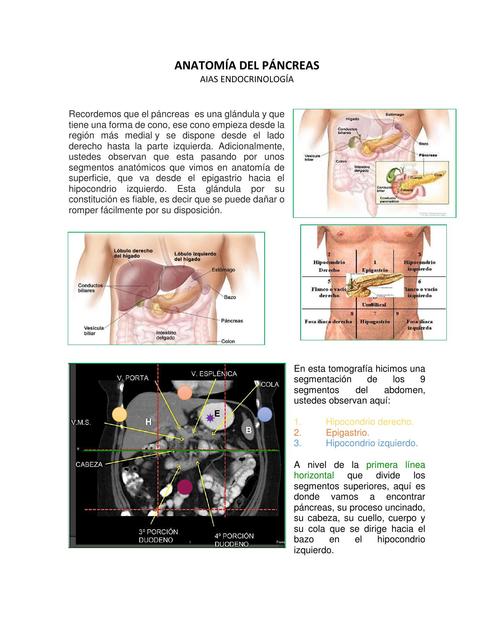 ANATOMÍA DEL PÁNCREAS