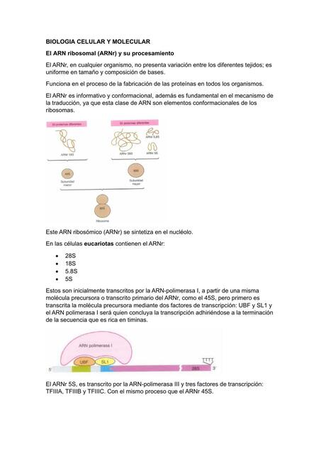 ARN ribosomal y su procesamiento 