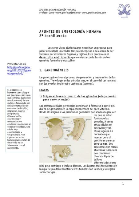 Apuntes de embriología humana 