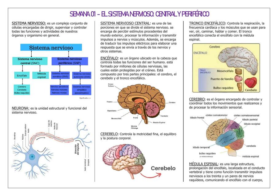 Sistema nervioso 