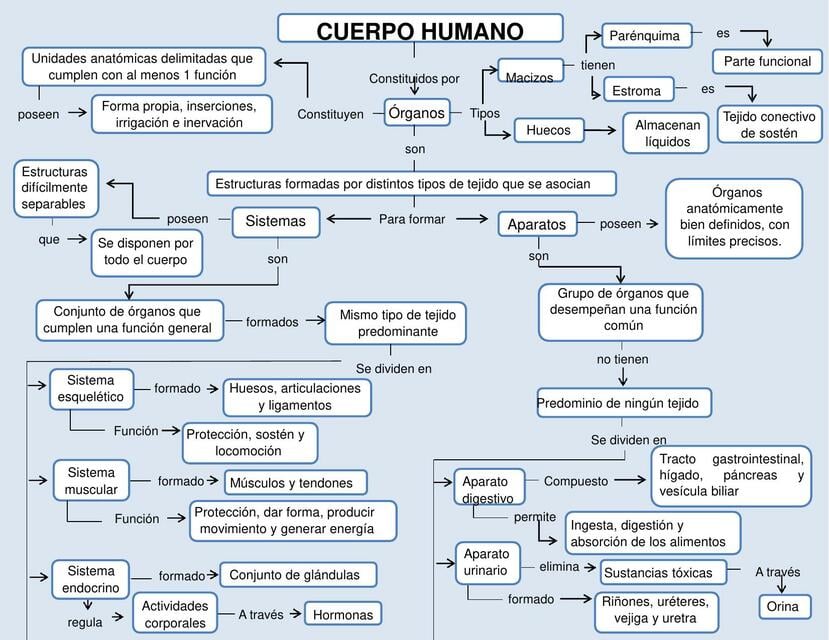 Mapa conceptual del Cuerpo Humano | EDNA LEONOR CRUZ GONZALAEZ | uDocz