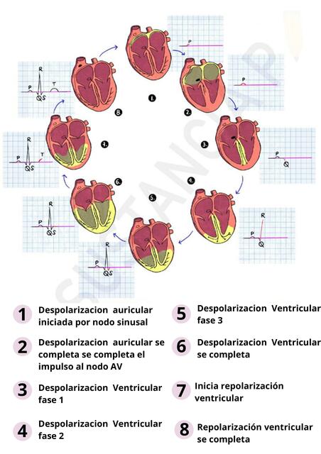 Ciclo cardiaco 