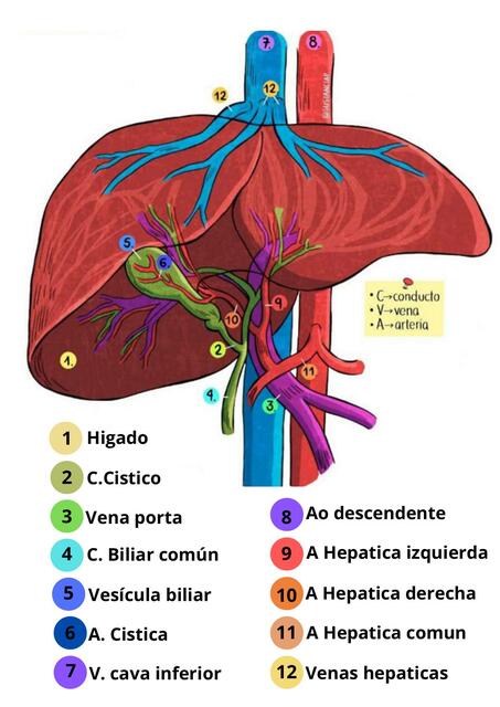 Anatomía del hígado