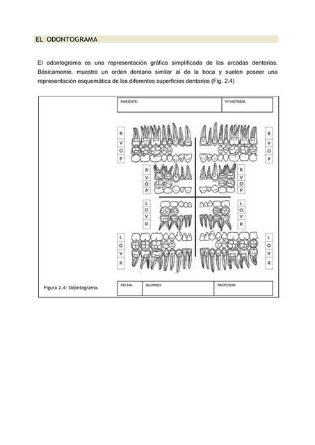 El Odontograma 