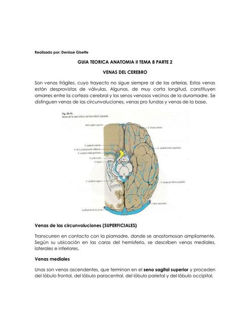 Venas del Cerebro 