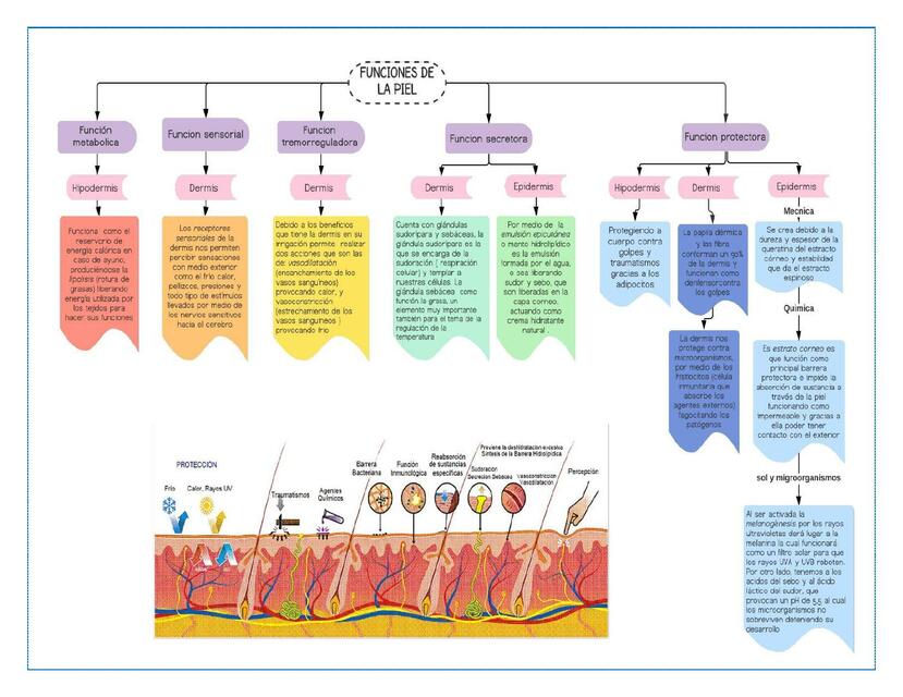 Funciones de la Piel