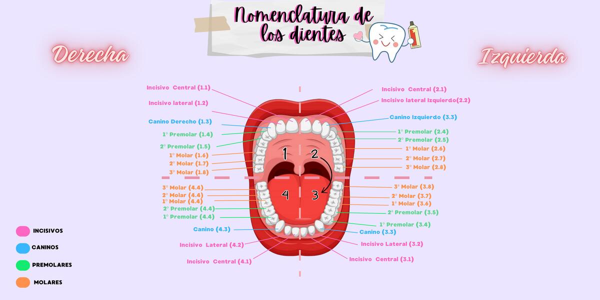 Nomenclatura de los Dientes  