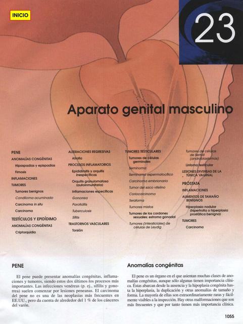 23 Aparato genital masculino