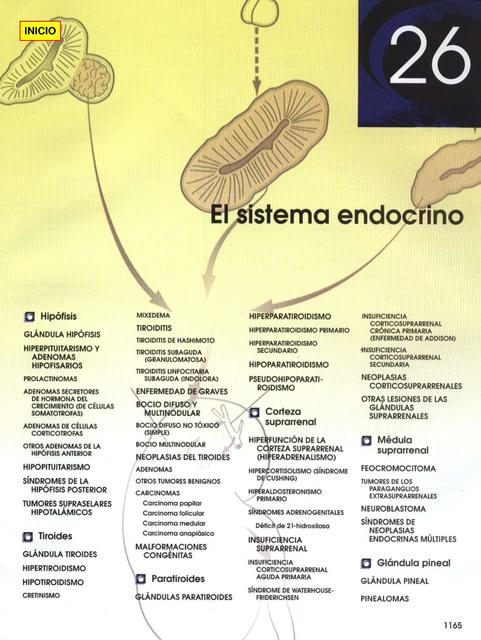 El sistema endocrino