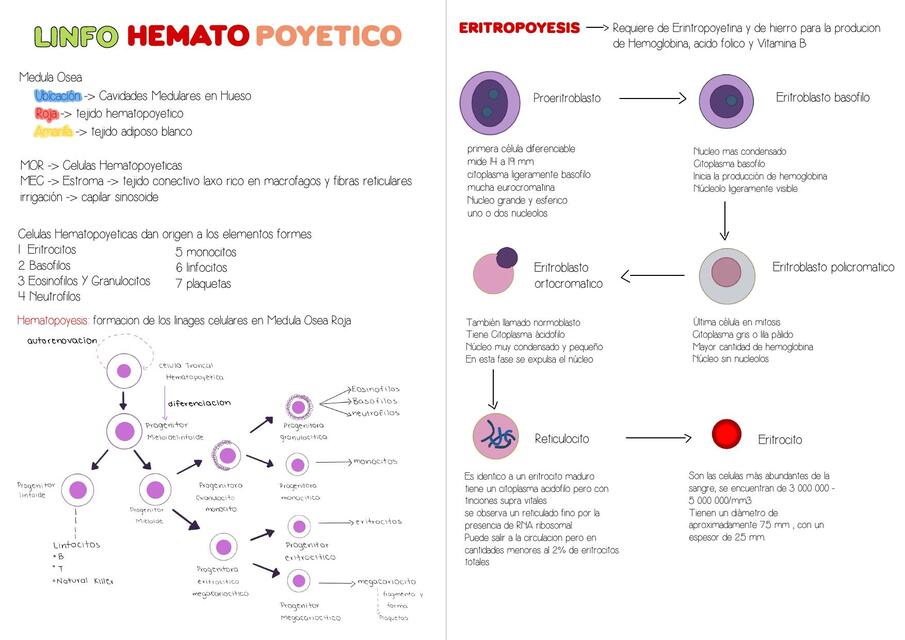 Histología linfohematopoyetico