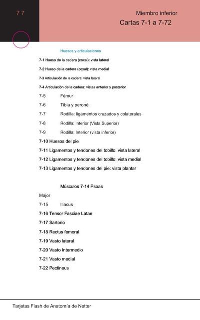 Miembro inferior Flashcards Netter Anatomía