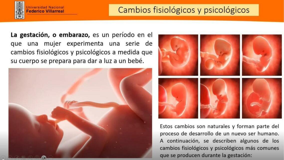 embarazo fisiologico