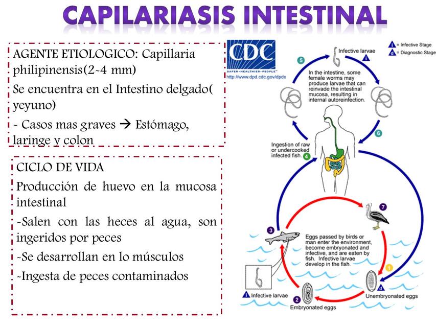 Capilariasis intestinal 