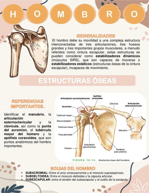 ARTICULACIÓN DEL HOMBRO