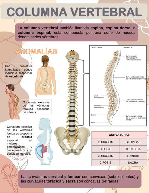 CURVATURAS columna