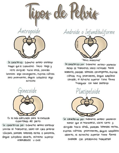 Tipos de pelvis 