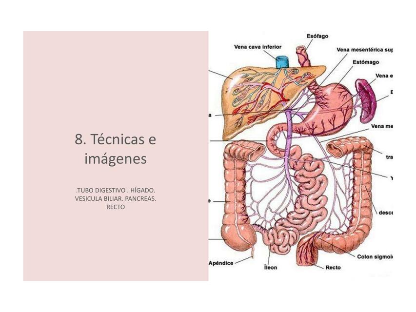 Técnicas e Imágenes del Tubo Digestivo