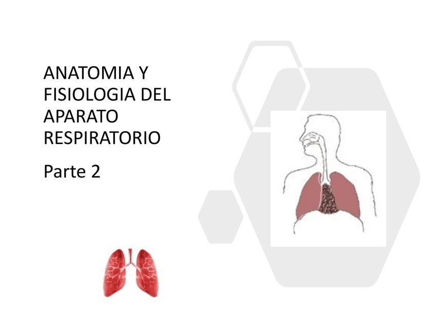 Anatomía y fisiología del aparato respiratorio parte 2