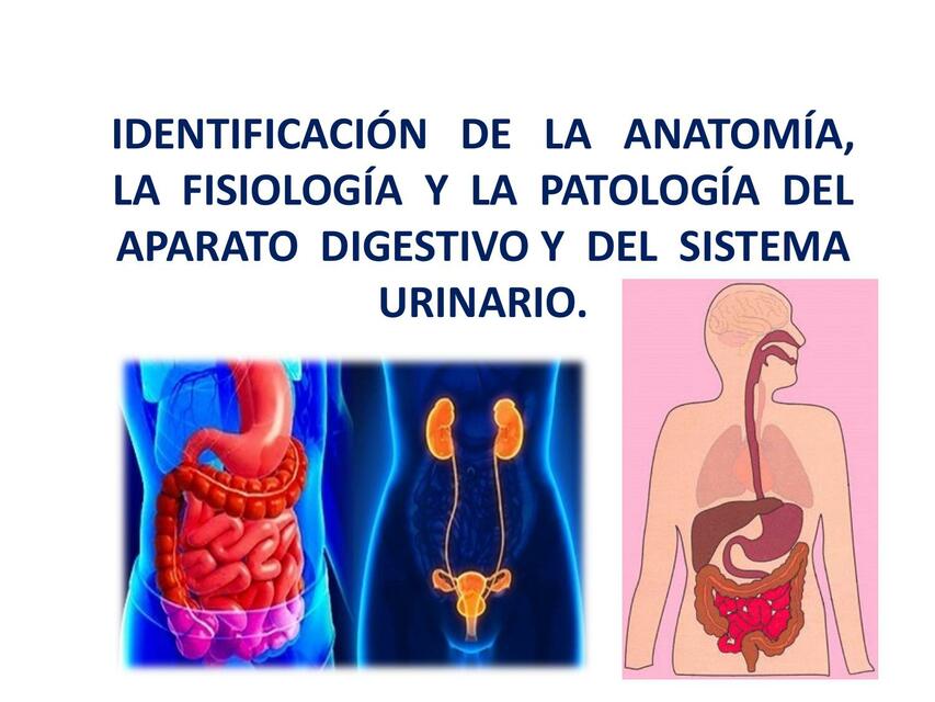 Aparato Digestivo y Sistema Urinario 