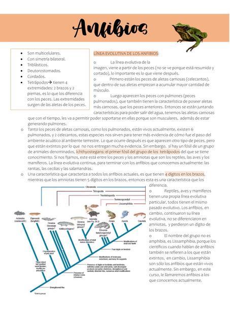 Anfibios 