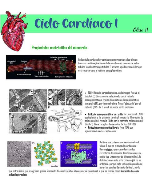 Ciclo Cardiaco I