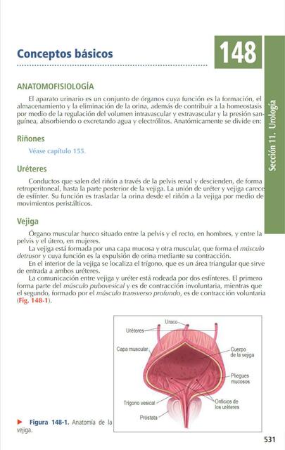 Conceptos Básicos Anatomofisiología