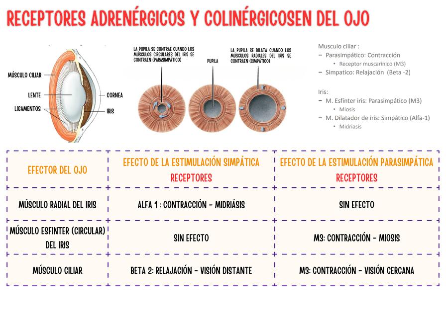 Receptores adrenergicos y colinergicos del ojo 