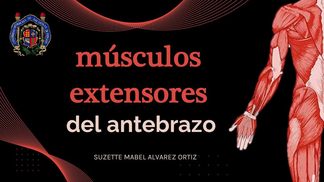 Músculos extensores del antebrazo