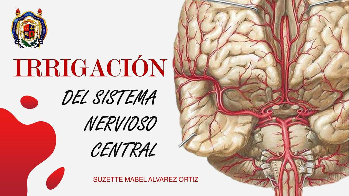 Irrigación del Sistema Nervioso Central 