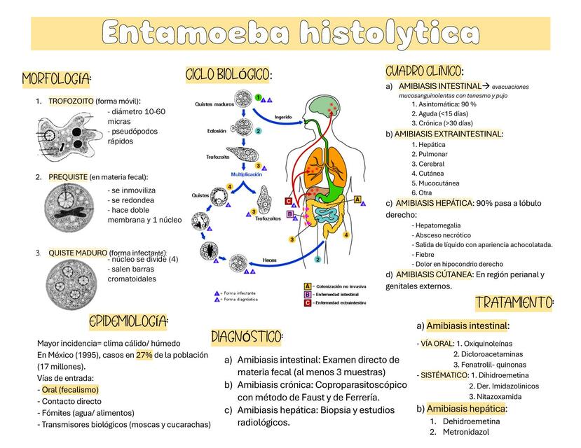 Entamoeba histolytica