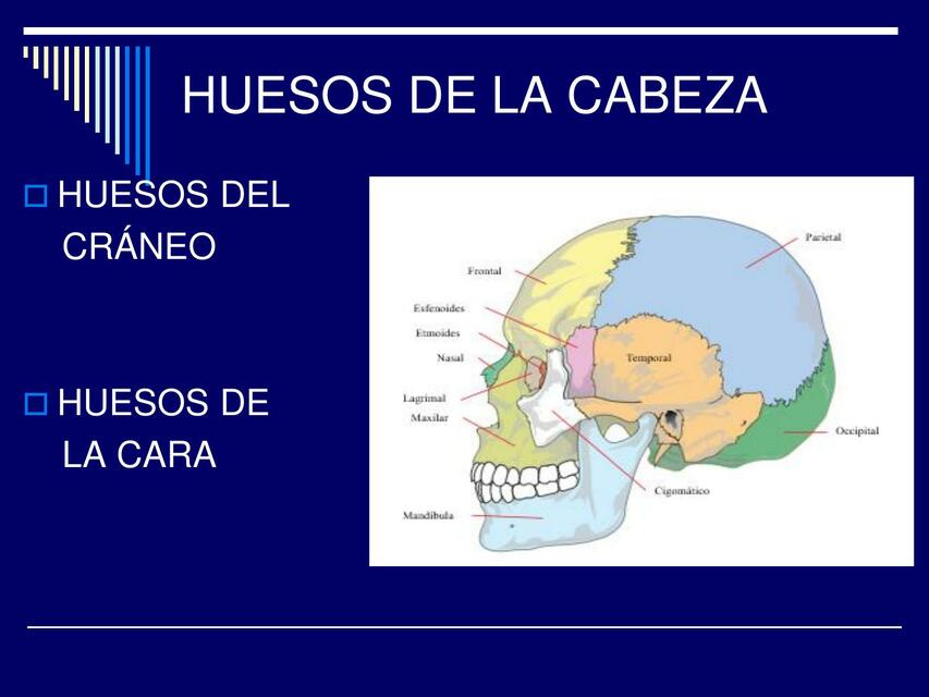 Huesos de la Cabeza 