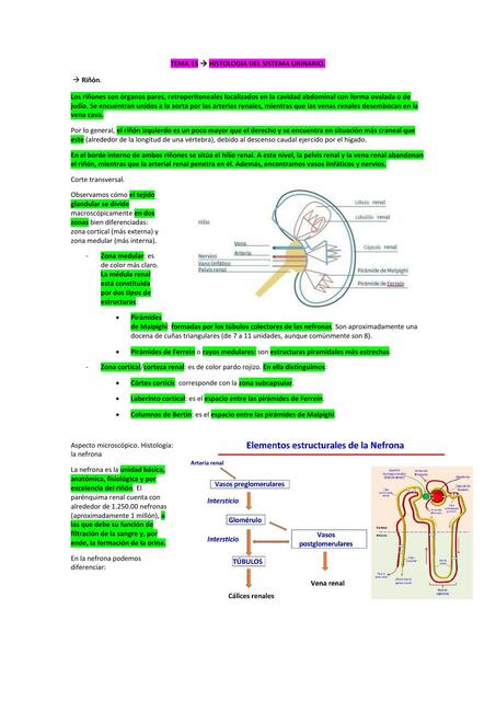 Histología sistema urinario