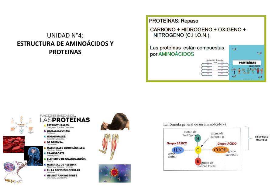 Estructura de Aminoácidos y Proteínas 