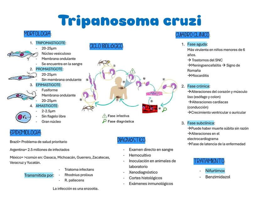 Tripanosoma cruzi 