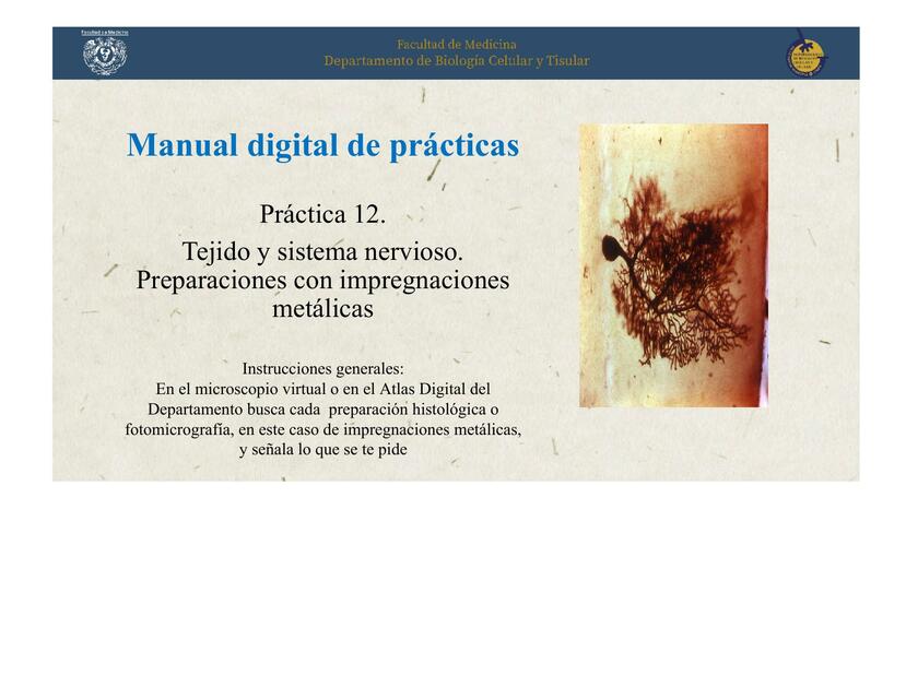 Práctica 12.Tejido y sistema nervioso. Preparaciones con impregnaciones metálicas