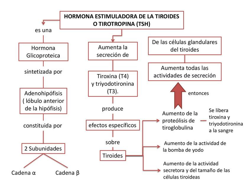 Hormona estimuladora de la tiroides