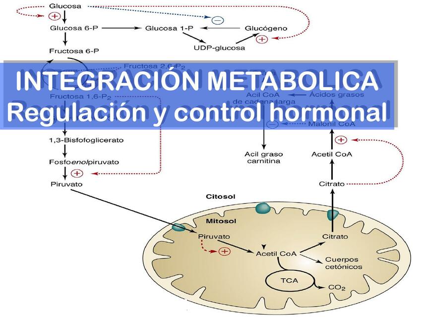 Integración Metabólica 