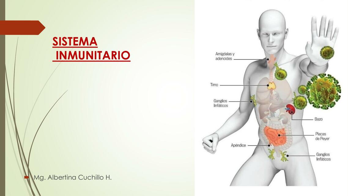 Sistema inmunitario 