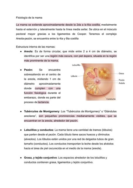 Fisiología de la Mama 